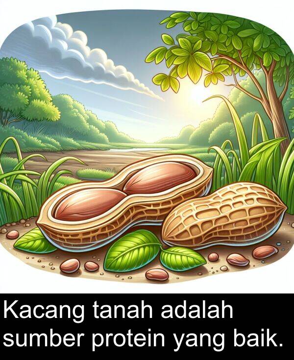 sumber: Kacang tanah adalah sumber protein yang baik.