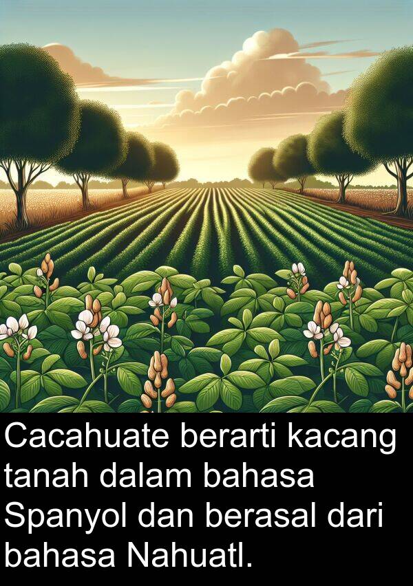 bahasa: Cacahuate berarti kacang tanah dalam bahasa Spanyol dan berasal dari bahasa Nahuatl.