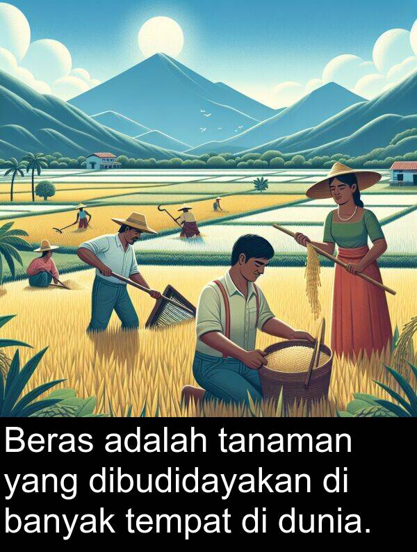 tanaman: Beras adalah tanaman yang dibudidayakan di banyak tempat di dunia.