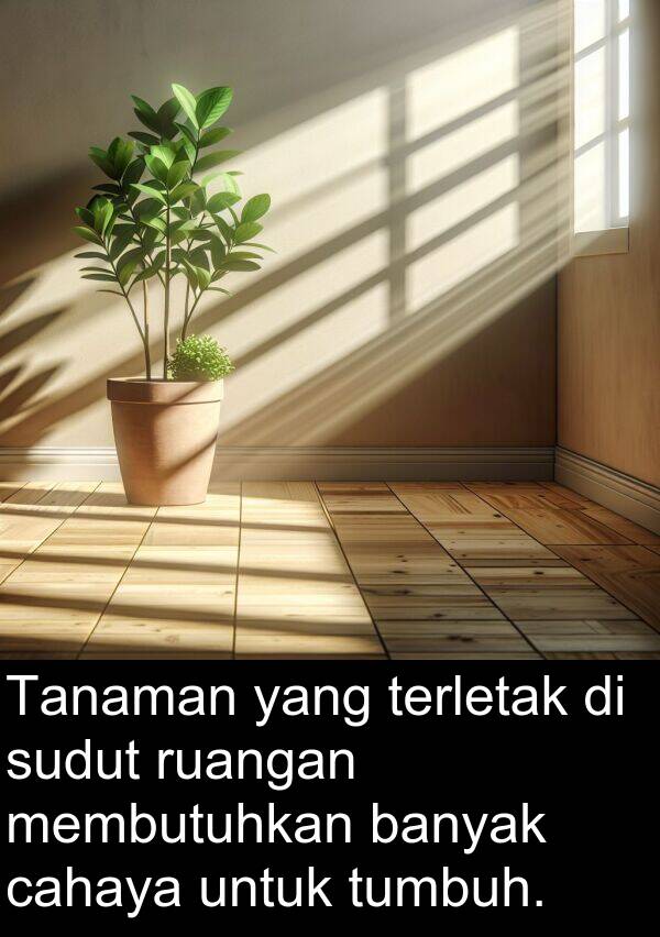 terletak: Tanaman yang terletak di sudut ruangan membutuhkan banyak cahaya untuk tumbuh.