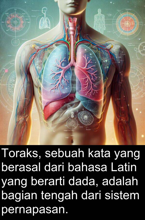 tengah: Toraks, sebuah kata yang berasal dari bahasa Latin yang berarti dada, adalah bagian tengah dari sistem pernapasan.