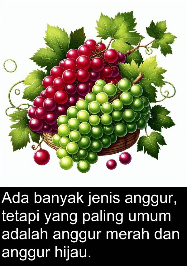 jenis: Ada banyak jenis anggur, tetapi yang paling umum adalah anggur merah dan anggur hijau.
