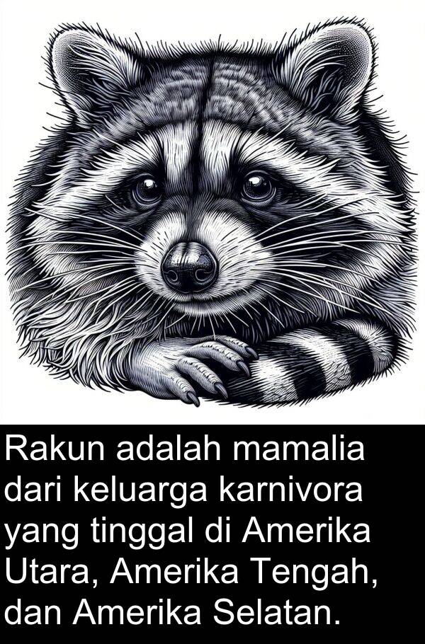 mamalia: Rakun adalah mamalia dari keluarga karnivora yang tinggal di Amerika Utara, Amerika Tengah, dan Amerika Selatan.