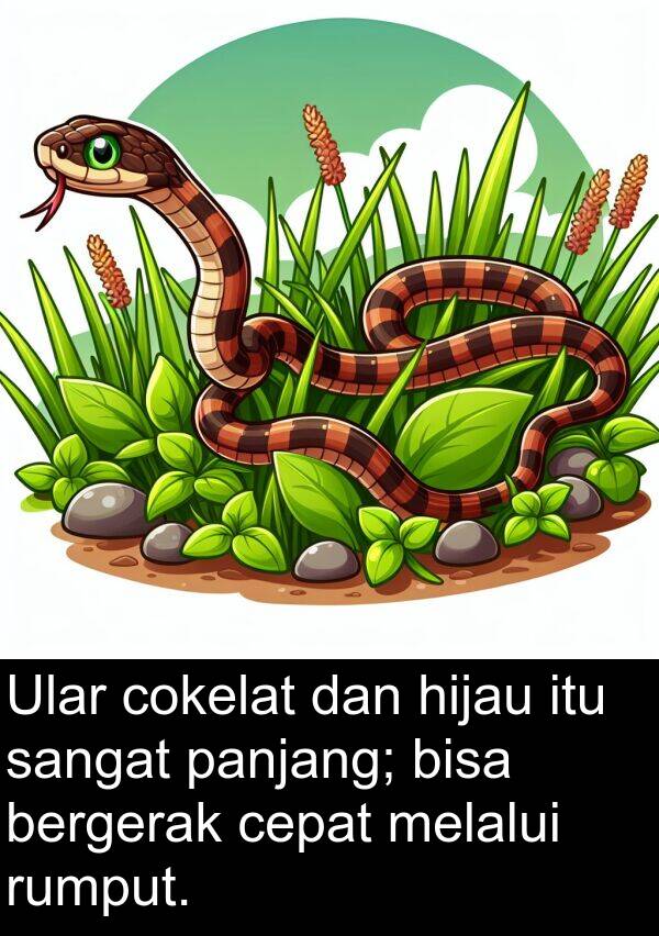 rumput: Ular cokelat dan hijau itu sangat panjang; bisa bergerak cepat melalui rumput.