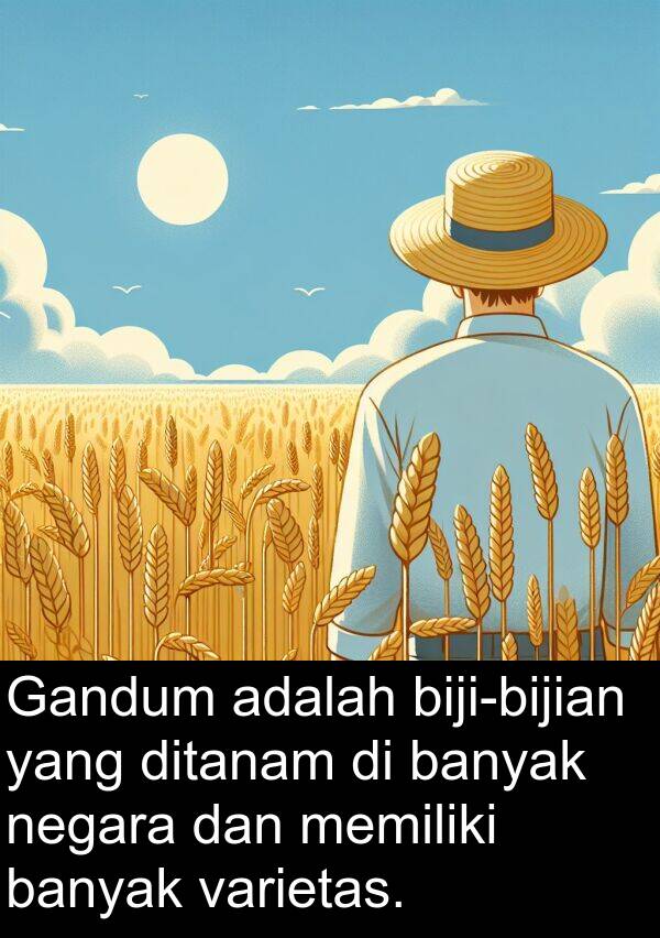 varietas: Gandum adalah biji-bijian yang ditanam di banyak negara dan memiliki banyak varietas.