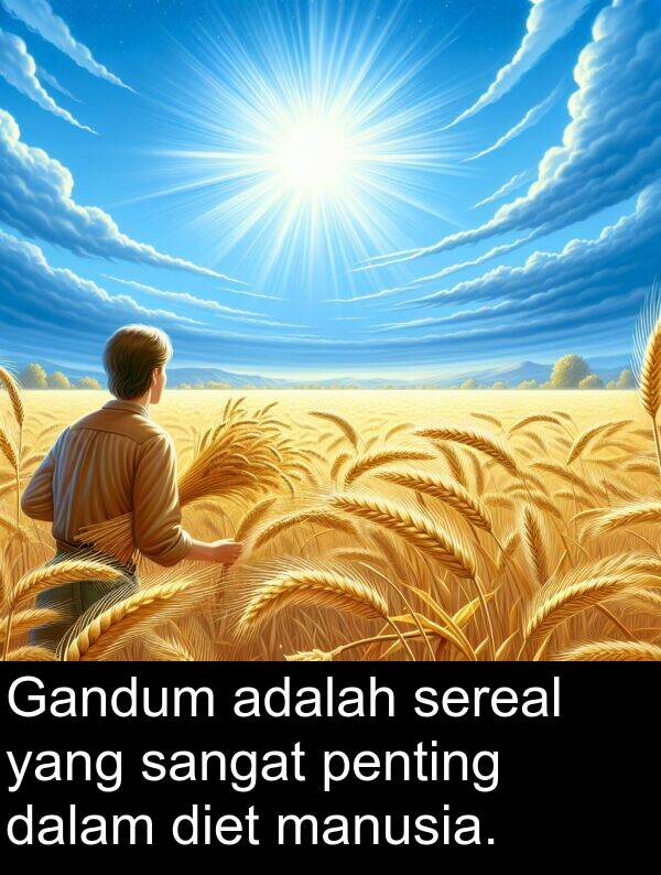 manusia: Gandum adalah sereal yang sangat penting dalam diet manusia.