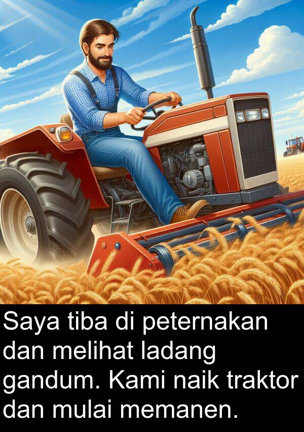 naik: Saya tiba di peternakan dan melihat ladang gandum. Kami naik traktor dan mulai memanen.