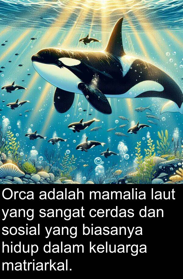 matriarkal: Orca adalah mamalia laut yang sangat cerdas dan sosial yang biasanya hidup dalam keluarga matriarkal.