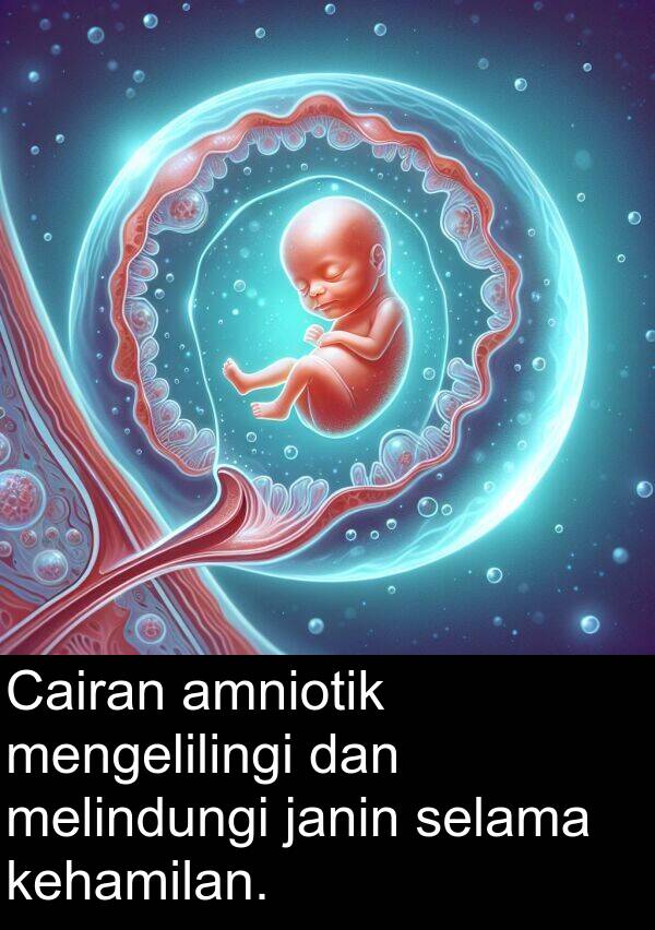 selama: Cairan amniotik mengelilingi dan melindungi janin selama kehamilan.