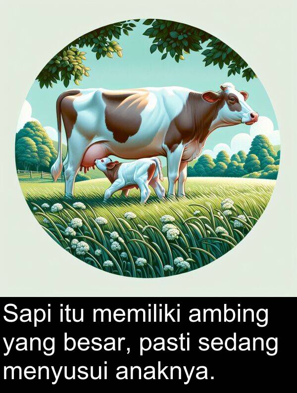 menyusui: Sapi itu memiliki ambing yang besar, pasti sedang menyusui anaknya.