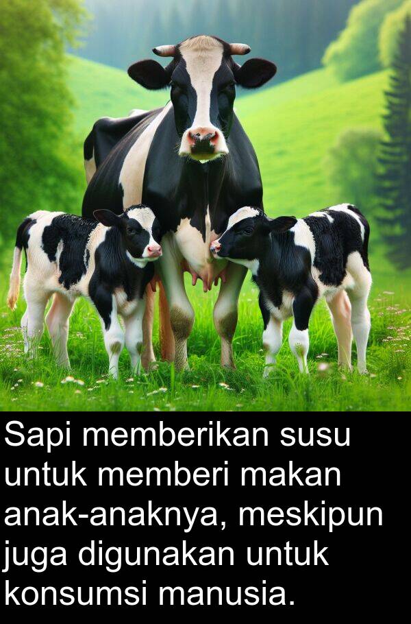 meskipun: Sapi memberikan susu untuk memberi makan anak-anaknya, meskipun juga digunakan untuk konsumsi manusia.