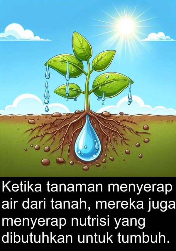 tanaman: Ketika tanaman menyerap air dari tanah, mereka juga menyerap nutrisi yang dibutuhkan untuk tumbuh.