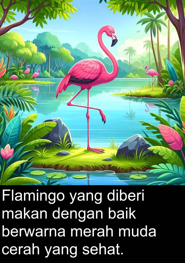 sehat: Flamingo yang diberi makan dengan baik berwarna merah muda cerah yang sehat.