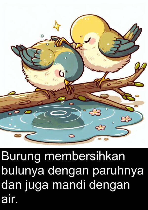 mandi: Burung membersihkan bulunya dengan paruhnya dan juga mandi dengan air.