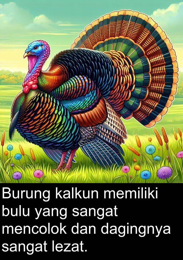 lezat: Burung kalkun memiliki bulu yang sangat mencolok dan dagingnya sangat lezat.