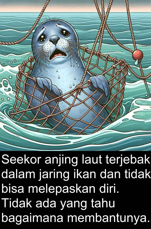 terjebak: Seekor anjing laut terjebak dalam jaring ikan dan tidak bisa melepaskan diri. Tidak ada yang tahu bagaimana membantunya.