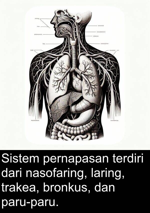 terdiri: Sistem pernapasan terdiri dari nasofaring, laring, trakea, bronkus, dan paru-paru.