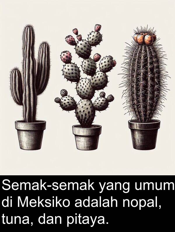 nopal: Semak-semak yang umum di Meksiko adalah nopal, tuna, dan pitaya.