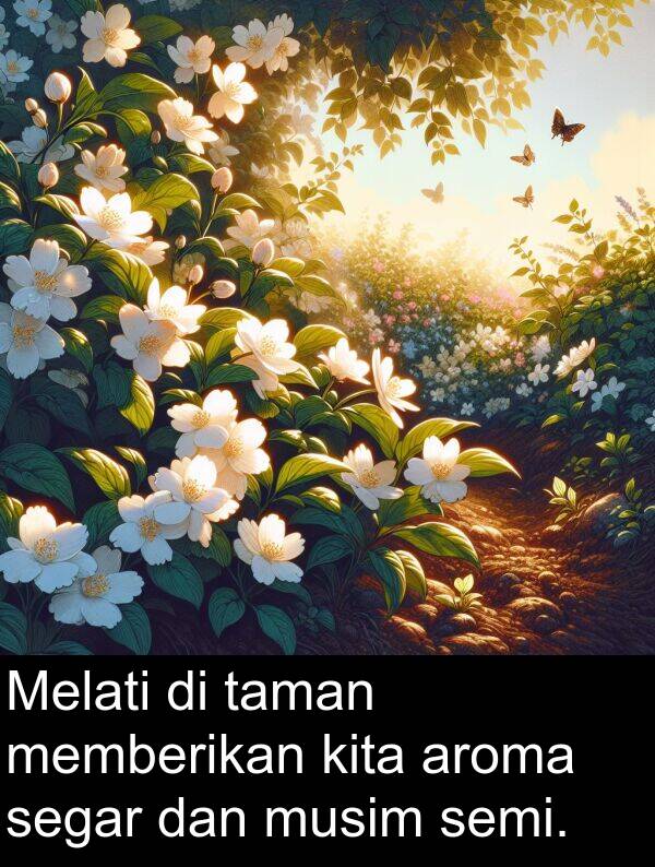 segar: Melati di taman memberikan kita aroma segar dan musim semi.