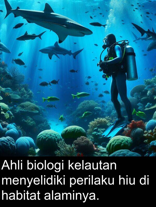 hiu: Ahli biologi kelautan menyelidiki perilaku hiu di habitat alaminya.