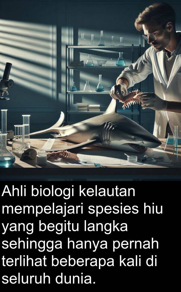 hiu: Ahli biologi kelautan mempelajari spesies hiu yang begitu langka sehingga hanya pernah terlihat beberapa kali di seluruh dunia.