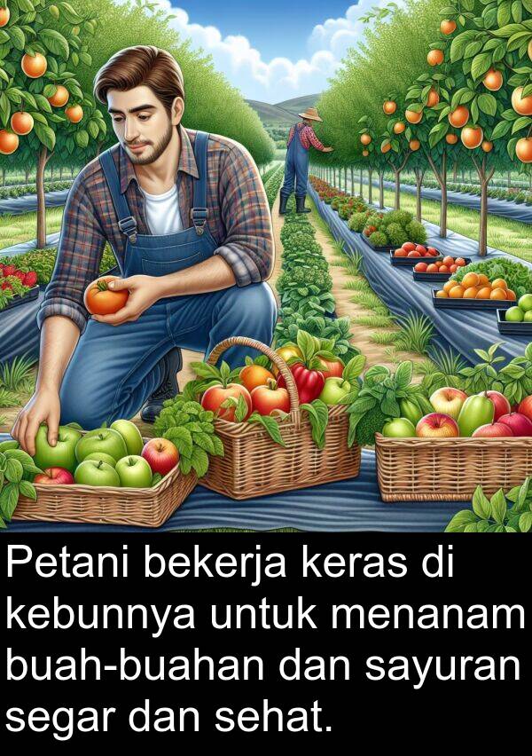 segar: Petani bekerja keras di kebunnya untuk menanam buah-buahan dan sayuran segar dan sehat.