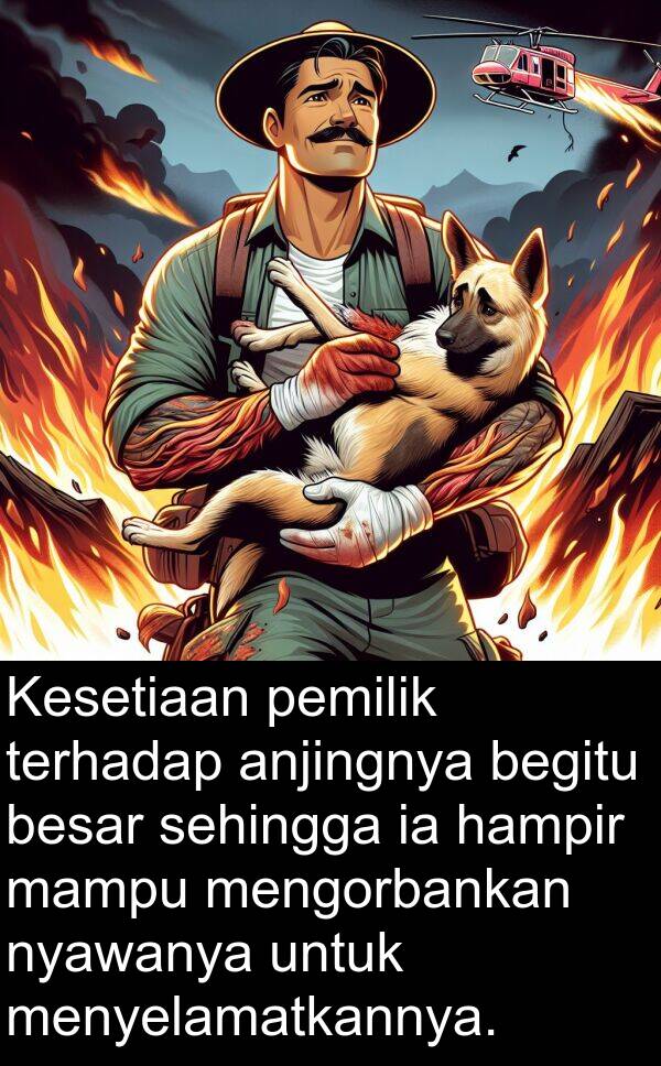 hampir: Kesetiaan pemilik terhadap anjingnya begitu besar sehingga ia hampir mampu mengorbankan nyawanya untuk menyelamatkannya.