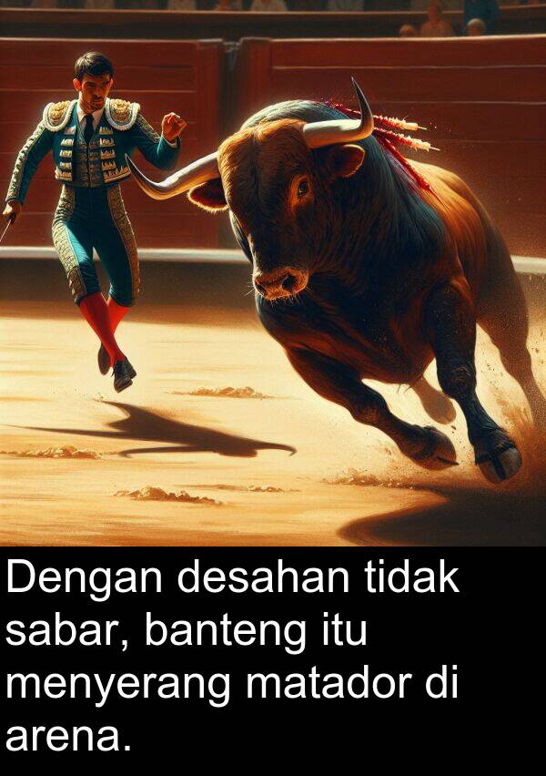 matador: Dengan desahan tidak sabar, banteng itu menyerang matador di arena.