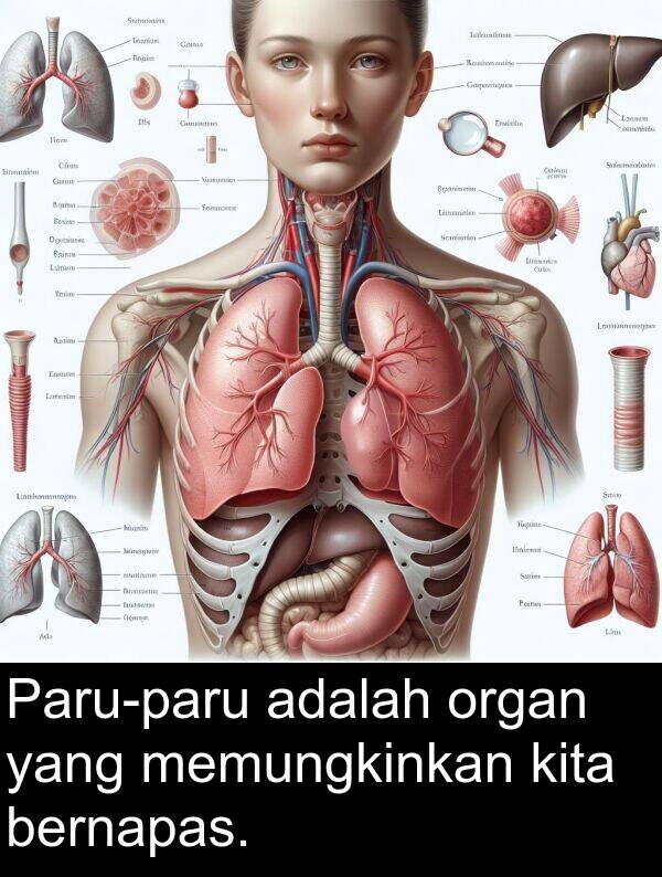 memungkinkan: Paru-paru adalah organ yang memungkinkan kita bernapas.
