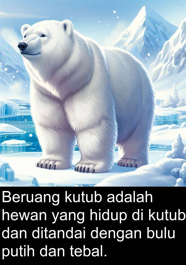 tebal: Beruang kutub adalah hewan yang hidup di kutub dan ditandai dengan bulu putih dan tebal.