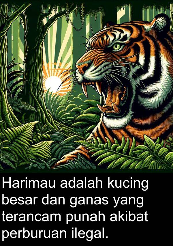 terancam: Harimau adalah kucing besar dan ganas yang terancam punah akibat perburuan ilegal.