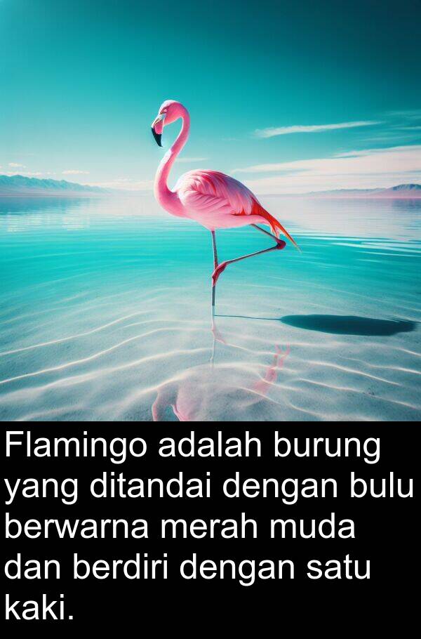 berdiri: Flamingo adalah burung yang ditandai dengan bulu berwarna merah muda dan berdiri dengan satu kaki.