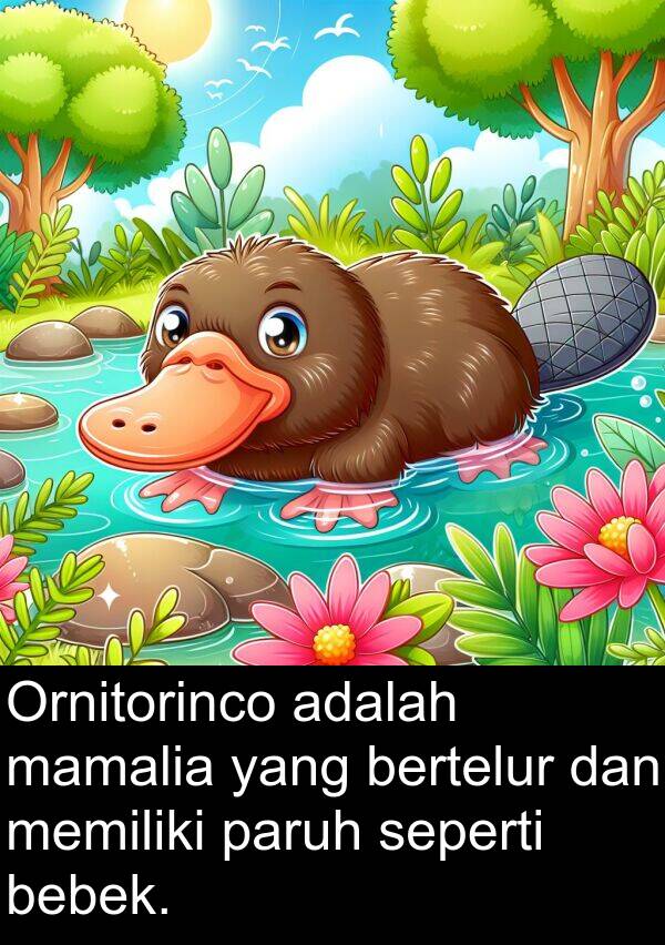 mamalia: Ornitorinco adalah mamalia yang bertelur dan memiliki paruh seperti bebek.