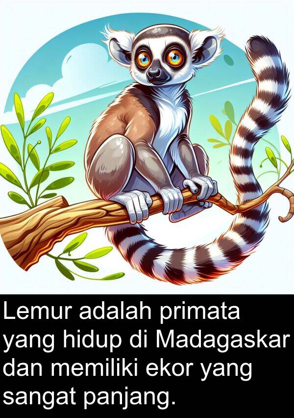 panjang: Lemur adalah primata yang hidup di Madagaskar dan memiliki ekor yang sangat panjang.