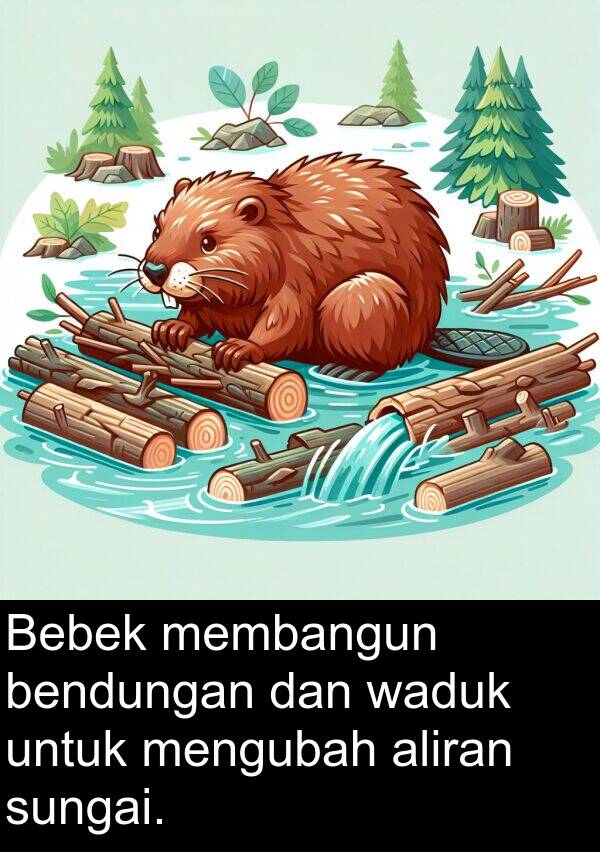 waduk: Bebek membangun bendungan dan waduk untuk mengubah aliran sungai.