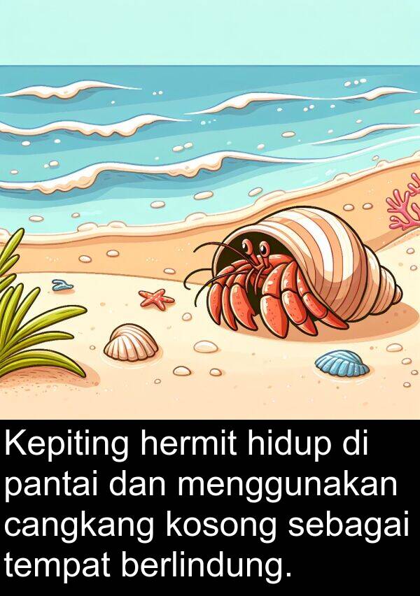 sebagai: Kepiting hermit hidup di pantai dan menggunakan cangkang kosong sebagai tempat berlindung.