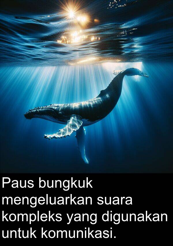 suara: Paus bungkuk mengeluarkan suara kompleks yang digunakan untuk komunikasi.