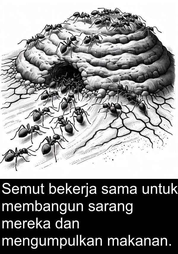sarang: Semut bekerja sama untuk membangun sarang mereka dan mengumpulkan makanan.