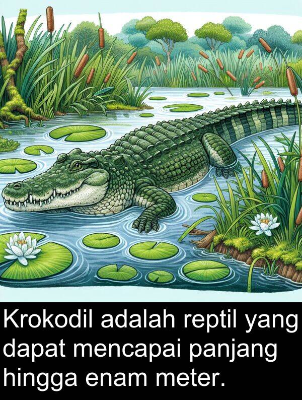 hingga: Krokodil adalah reptil yang dapat mencapai panjang hingga enam meter.