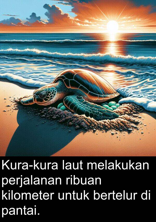 pantai: Kura-kura laut melakukan perjalanan ribuan kilometer untuk bertelur di pantai.