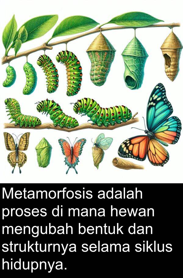 hidupnya: Metamorfosis adalah proses di mana hewan mengubah bentuk dan strukturnya selama siklus hidupnya.