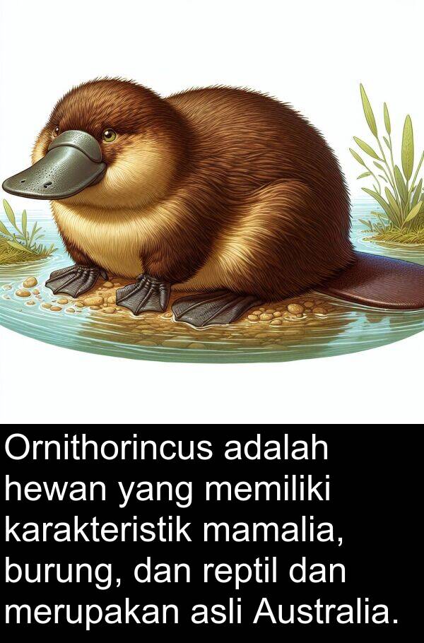 mamalia: Ornithorincus adalah hewan yang memiliki karakteristik mamalia, burung, dan reptil dan merupakan asli Australia.