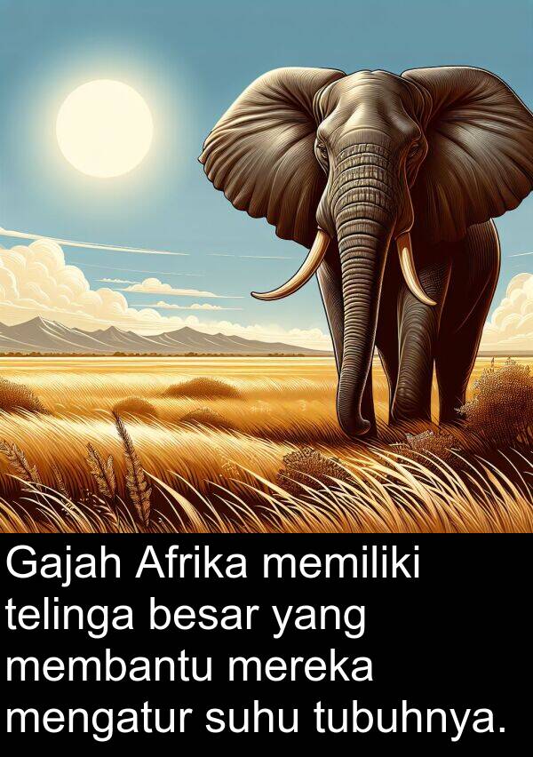 telinga: Gajah Afrika memiliki telinga besar yang membantu mereka mengatur suhu tubuhnya.
