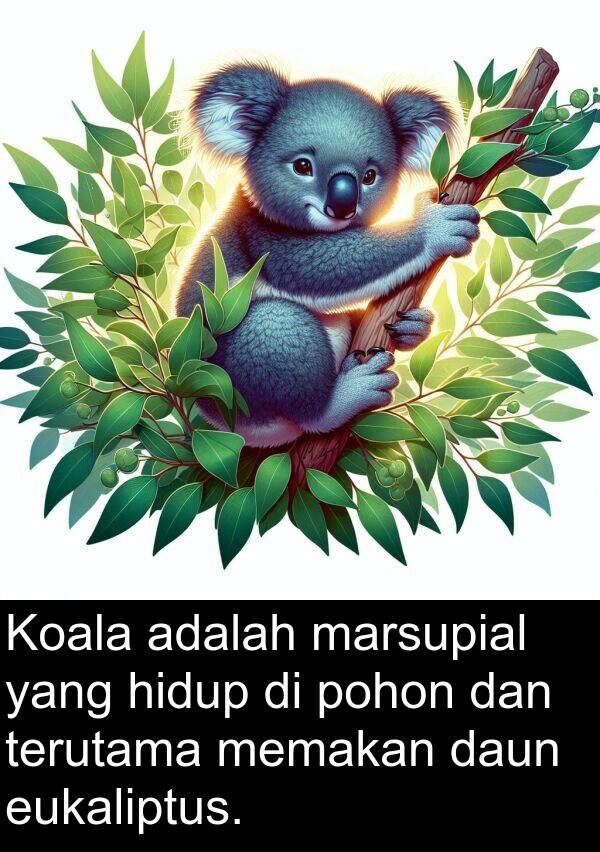 eukaliptus: Koala adalah marsupial yang hidup di pohon dan terutama memakan daun eukaliptus.