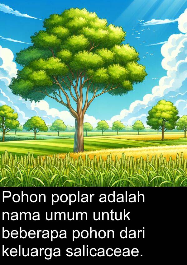 salicaceae: Pohon poplar adalah nama umum untuk beberapa pohon dari keluarga salicaceae.
