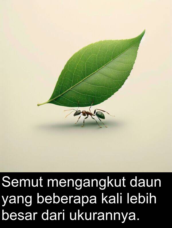 beberapa: Semut mengangkut daun yang beberapa kali lebih besar dari ukurannya.