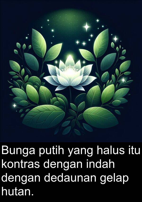 hutan: Bunga putih yang halus itu kontras dengan indah dengan dedaunan gelap hutan.
