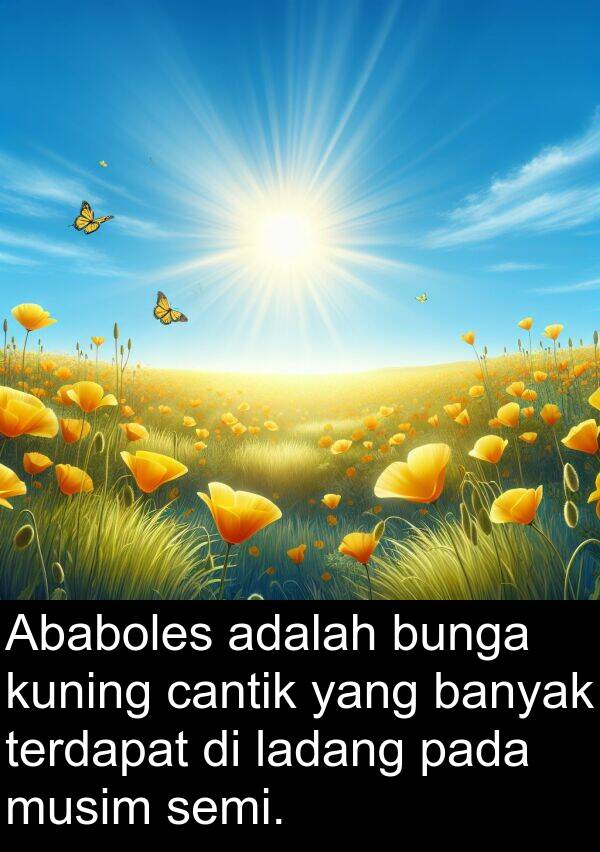 terdapat: Ababoles adalah bunga kuning cantik yang banyak terdapat di ladang pada musim semi.