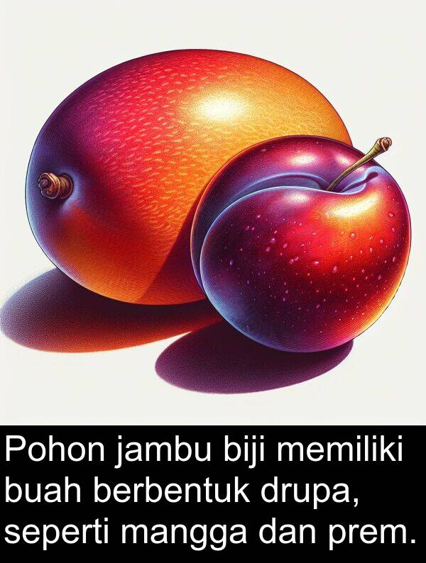 mangga: Pohon jambu biji memiliki buah berbentuk drupa, seperti mangga dan prem.