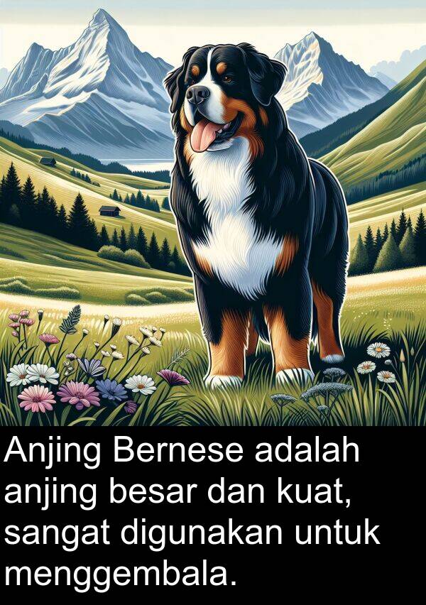 kuat: Anjing Bernese adalah anjing besar dan kuat, sangat digunakan untuk menggembala.